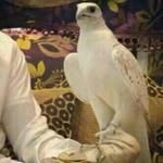 @muhammad_afzaal_ - Instagram