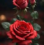 Muhammad Agha - Facebook