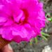 Muhammad Mushtaq - Facebook