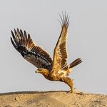 Muhammed Rasheed - @rasheed.avian - Instagram
