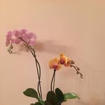 Mui Lieu - @sun_rise_nails - Instagram