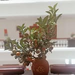 Tẩn Mùi Liều - @may0lep - Instagram