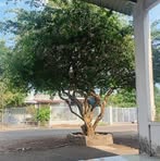 Mui Loc - Facebook