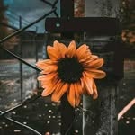 Mùi Thòng - @bemui99 - Instagram