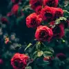 user23690051642 - @mujahidabdullah - TikTok
