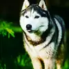 Mujeeb Mohammad - @mujeebmohammad92 - TikTok