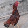 Mujtaba Qureshi - @mujtaba_qureshi123 - TikTok