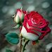 Mamahna Muhammad Alfin - Facebook