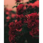Muna Abdallah - Facebook