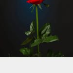 Muna Bashir - @muna.bashir.900 - Instagram