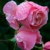 Muna Mahmud - Facebook