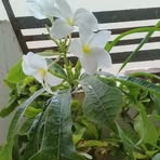 Muna Rasheed - Facebook