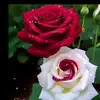 Munia Khan - @munia.khan3 - TikTok