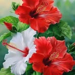 Munia Khan - Facebook
