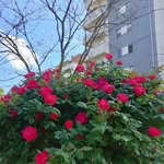 Munia Khan - @muniakhan2 - Instagram