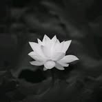 Muoi Hoang - Facebook