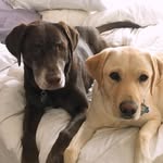 Collins & Muriel - @collinsandmuriel - Instagram