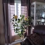Murielle Corriveau - Facebook