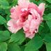 Muriel James - Facebook