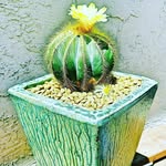 Muriel King - @theperfectplantbymuriel - Instagram