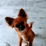 Muriel Rose - @montagu732 - Instagram