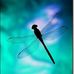 Muriel Swan - Facebook