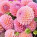 Muriel Swanepoel - Facebook