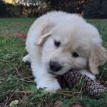 Murphy Holmes - @dawg_murphyholmes - Instagram