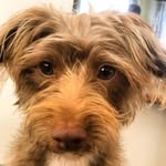 Murphy Holmes - @murphy_the.mutt - Instagram