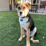 Murphy Jones Powell (the pup) - @murphy.jones.powell - Instagram