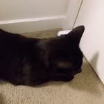 murphy powell - @murphy_kitty99 - Instagram