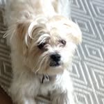 Murphy Powell - @murphy_the_dog2015 - Instagram