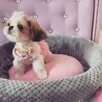 Murphy Powell pet world. - Facebook