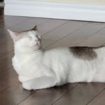 Marshmallow Murphy-Wright - @marsh_mau_llowworld - Instagram