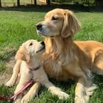 Murphy & Mille Wright - @goldenlifeof_murphy_and_millie - Instagram
