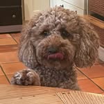 Murphy - @murphywrightsonspam - Instagram