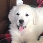 Murphy Wright - @murph_the_englishcream - Instagram