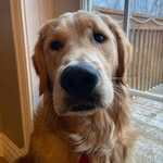 Murphy Wright - @murphy_the_nsgolden - Instagram