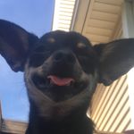 Murray Allen - @murraythedoggy - Instagram