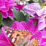 Murray Allen - @murray.allen.1694 - Instagram