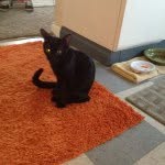 Bill Murray - black cat - @iambillmurraythecat - Instagram