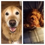 Crosby - @crosby_murray_dogs - Instagram
