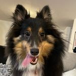 Murray Bluburry Epstein - @murray_the_sheltie - Instagram