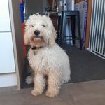 murray evans - @super_murray_dog - Instagram
