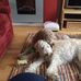 Murray Doodle Dutton  and Bertie Doodle Fleming - Facebook