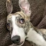 Murray Goldman - @murraythewhippet - Instagram