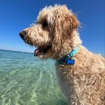 Murray Graham 🐶 - @murrayonthelake - Instagram