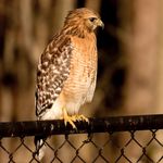 Murray Hunt - @murrays_birds_of_maryland - Instagram