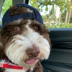 Murray Jacobs - @murraythedoggydude - Instagram