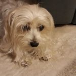 Murray Kidd - @kidd_murray - Instagram